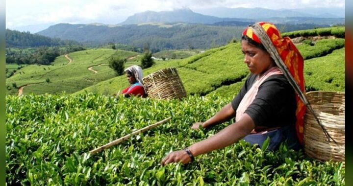 වතු සේවක අවම වැටුප් ගැසට්ටුව අවලංගු කළ යුතු නෑ -අ‍ධිකරණය කියයි