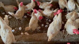 maxresdefault-1024x576 (1)