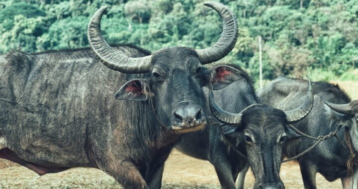 ජවිපෙ අම්බාරුවෝ ගොවි සම්මන්ත්‍රණය කඩාකප්පල් කරති