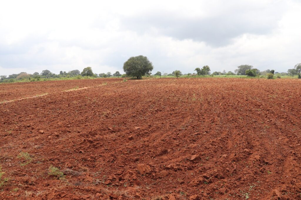 දෙමලිය - වන්දම අලි නිජබිම හා අලි මංකඩබුත්තල ප්රාදේශීය ලේකම් සමාගම්වලට බදු දෙයි දෙමලිය - වන්දම අලි නිජබිම හා අලි මංකඩබුත්තල ප්රාදේශීය ලේකම් සමාගම්වලට බදු දෙයි