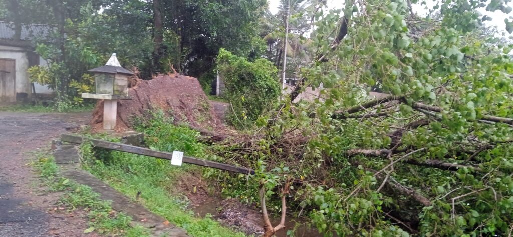 'දිත්වා' කළ හදිය