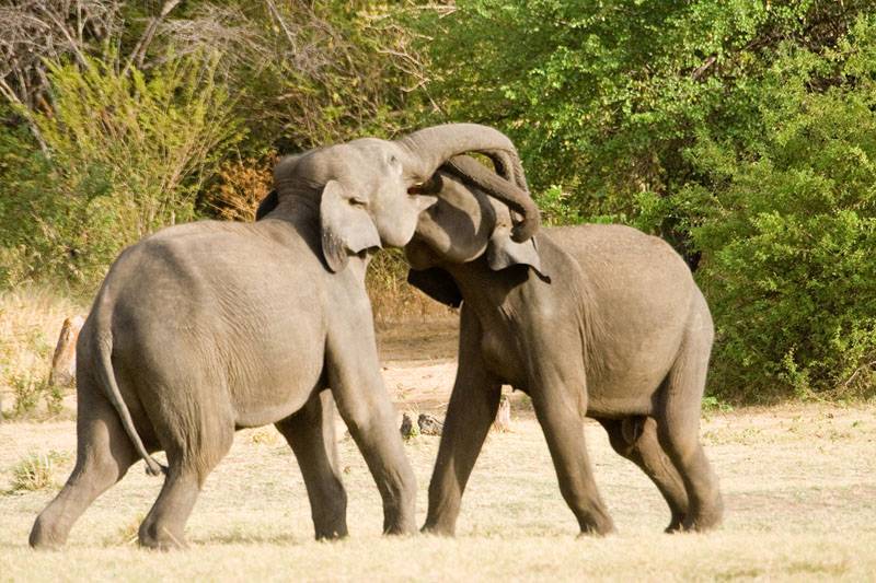 රජය මඟහරින අලි - මිනිස් ගැටුම වැළැක්වීමට ගත යුතු ක්‍රියාමාර්ග