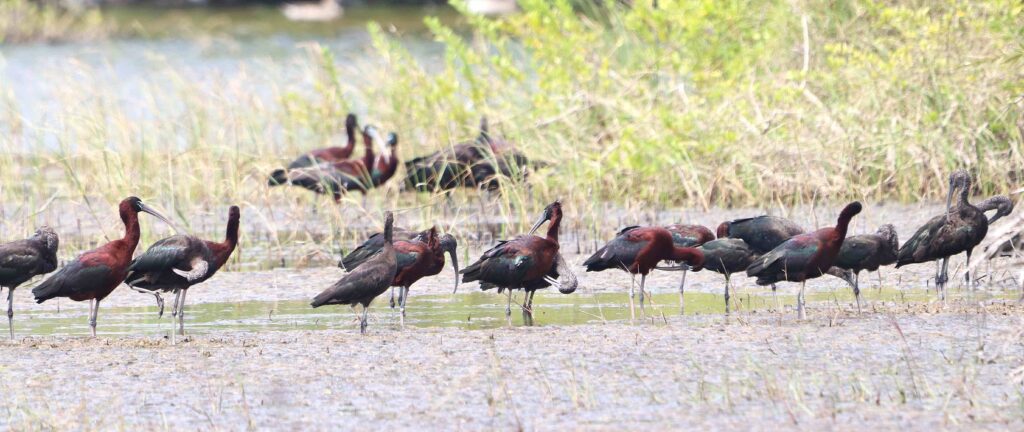 ජනපති මුල්ගල තබා ක්‍රිකට් ආයතනය නීති විරෝධීව වනසන යාපනයේ කුරුලු පාරාදීසය