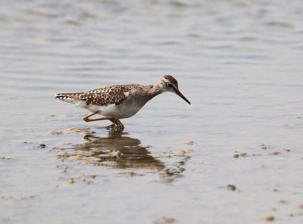 ජනපති මුල්ගල තබා ක්‍රිකට් ආයතනය නීති විරෝධීව වනසන යාපනයේ කුරුලු පාරාදීසය