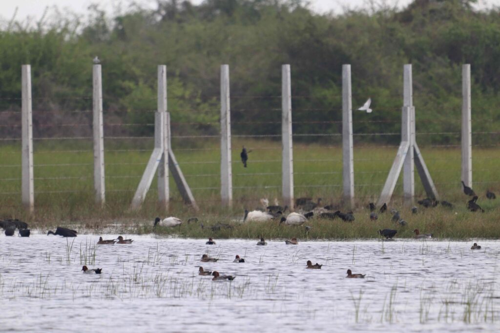ජනපති මුල්ගල තබා ක්‍රිකට් ආයතනය නීති විරෝධීව වනසන යාපනයේ කුරුලු පාරාදීසය