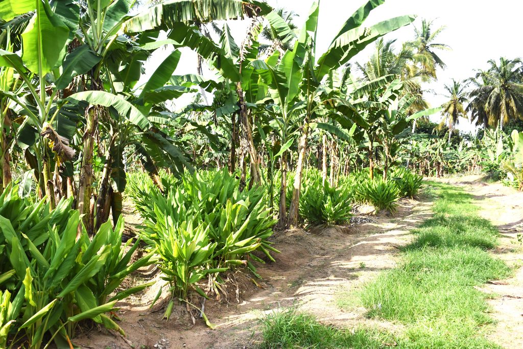 ඔස්මන්ගේ තුවක්කුව CCD යේ පල්ල ගලවයි ඔස්මන්ගේ තුවක්කුව CCD යේ පල්ල ගලවයි