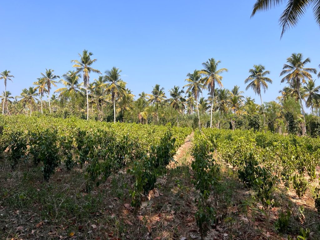 ඔස්මන්ගේ තුවක්කුව CCD යේ පල්ල ගලවයි ඔස්මන්ගේ තුවක්කුව CCD යේ පල්ල ගලවයි